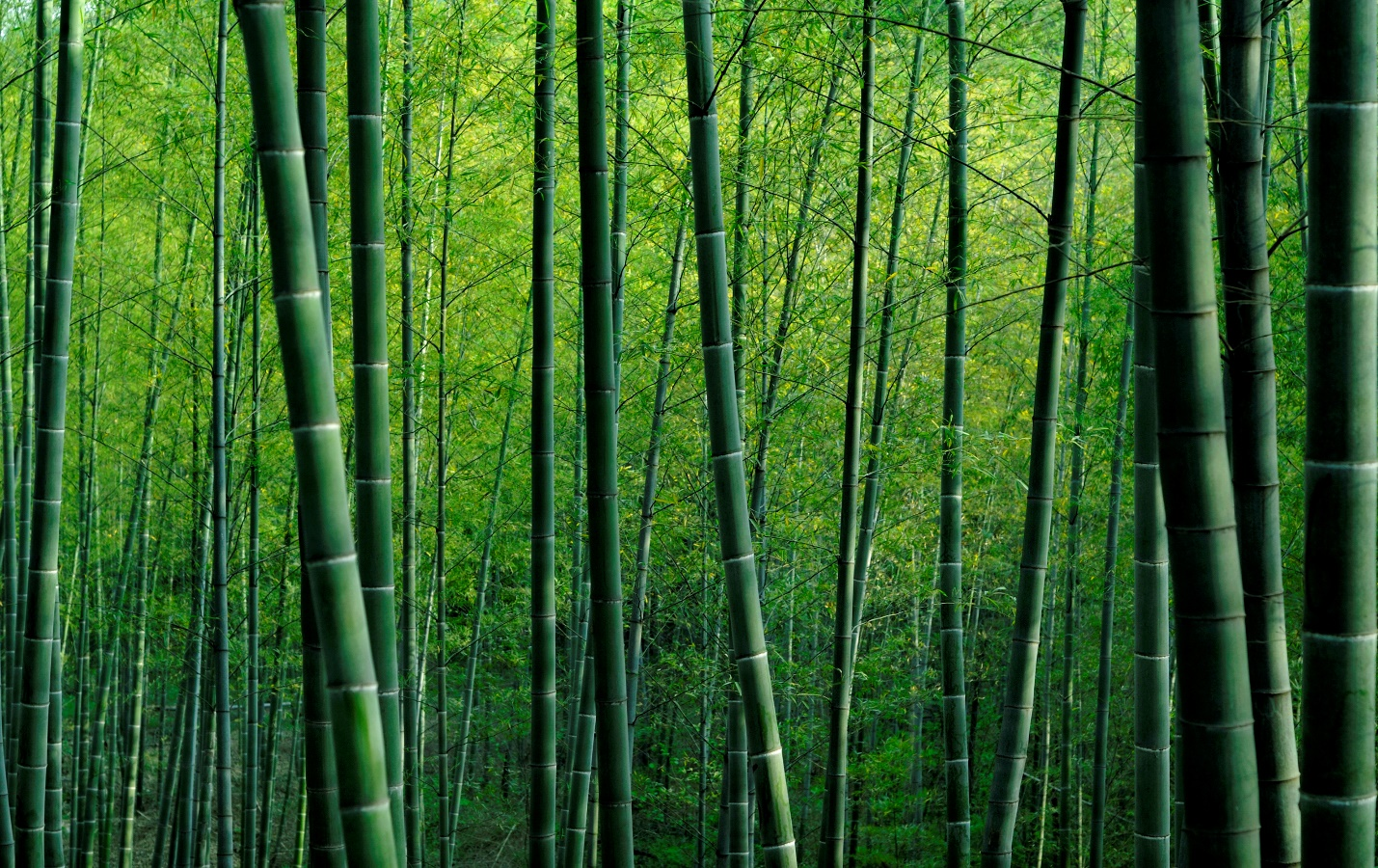 India's Green Gold: Exploring India's Bamboo Industry